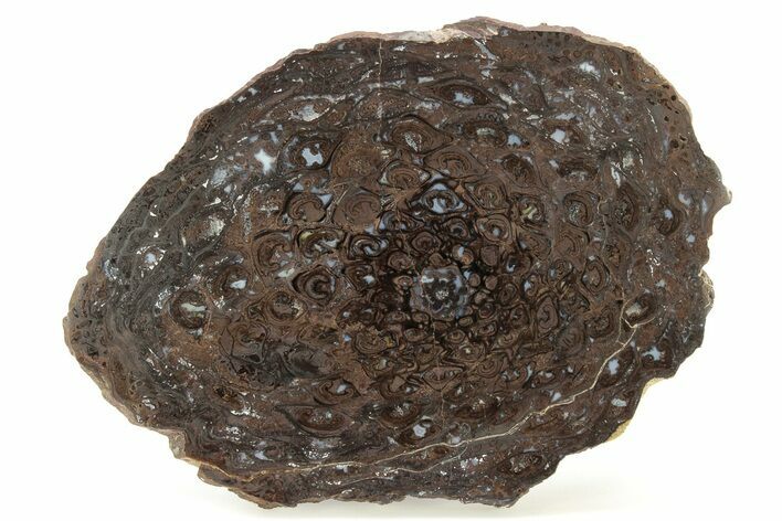 Hematite Replaced Petrified Tree Fern (Osmunda) Slab - Australia #265614